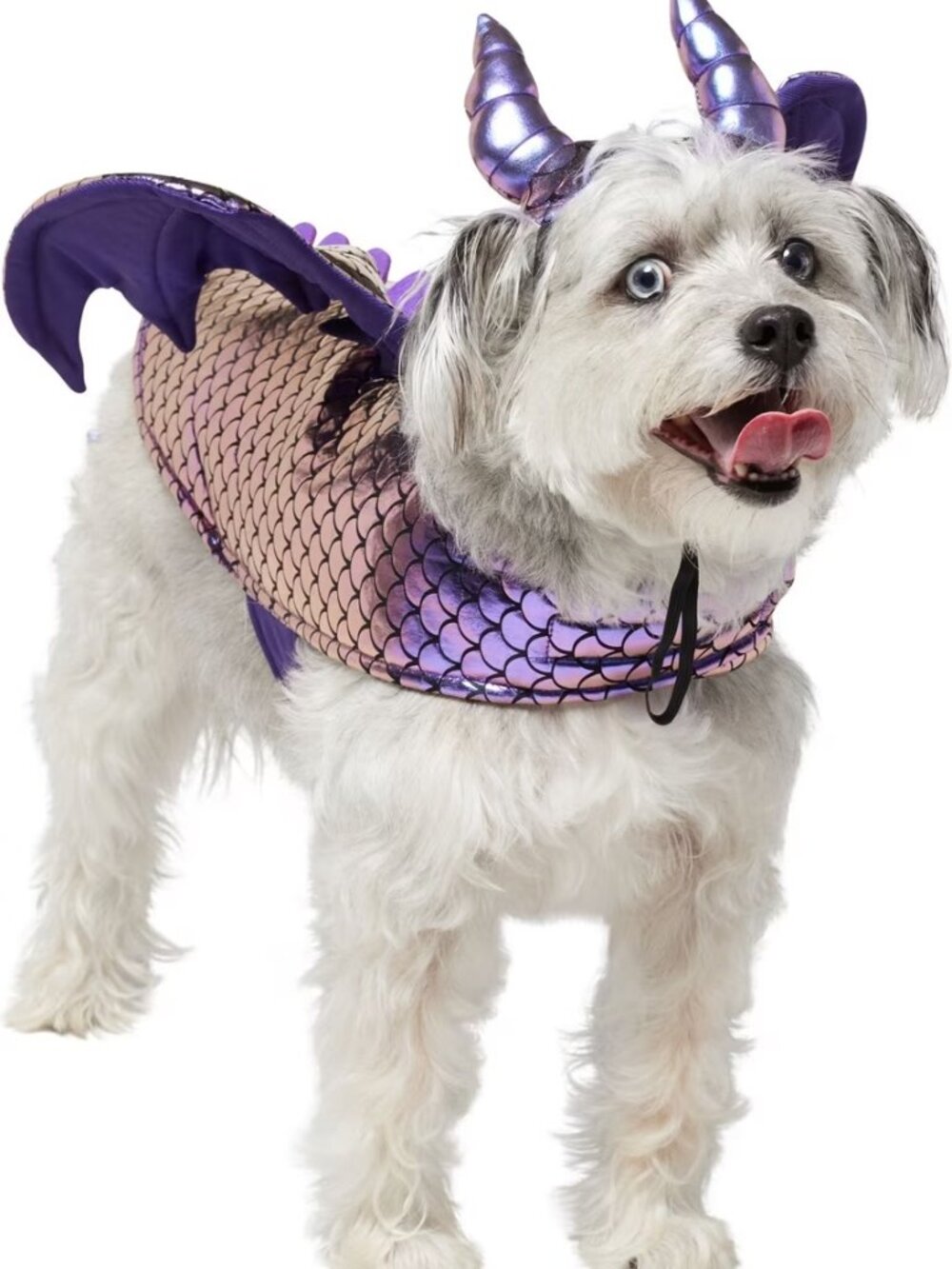 NEW Medium/Large Frisco Dragon Dog & Cat Halloween Costume with Accessory NWT